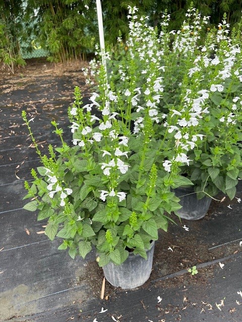 salvia-coccinea-alba-scarlet-sage-texas-sage-hummingbird-sage