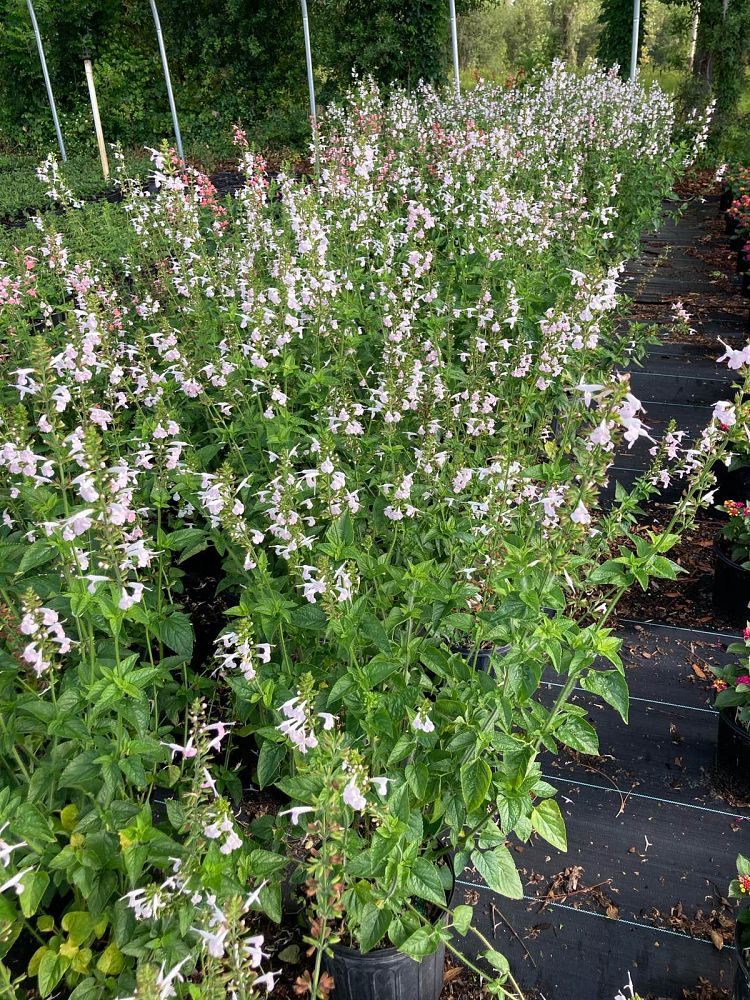 salvia-coccinea-coral-nymph-scarlet-sage
