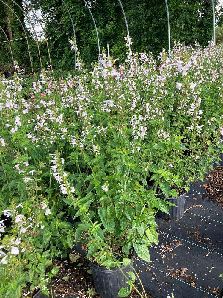 salvia-coccinea-coral-nymph-scarlet-sage