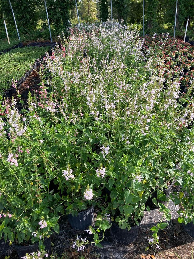salvia-coccinea-coral-nymph-scarlet-sage