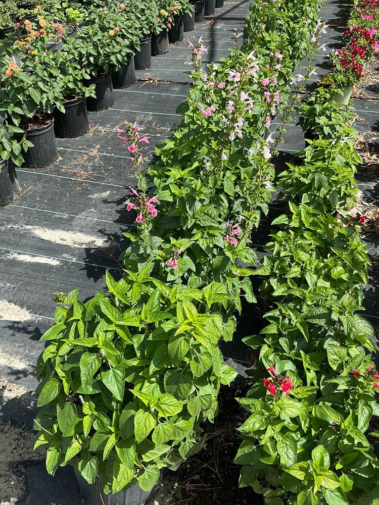 salvia-coccinea-coral-nymph-scarlet-sage