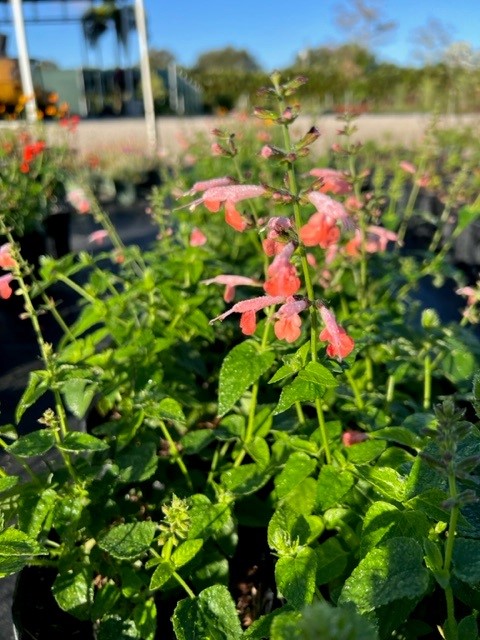 salvia-coccinea-pink-scarlet-sage