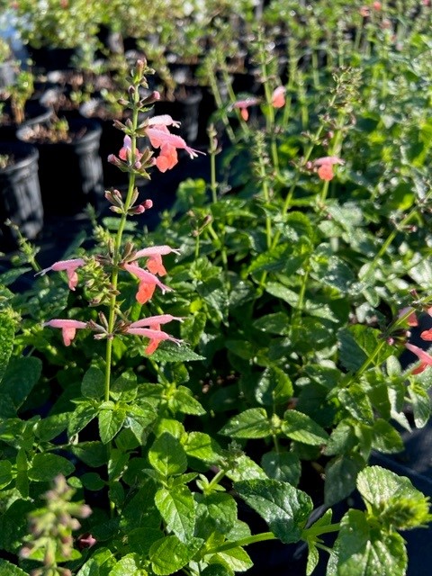 salvia-coccinea-pink-scarlet-sage
