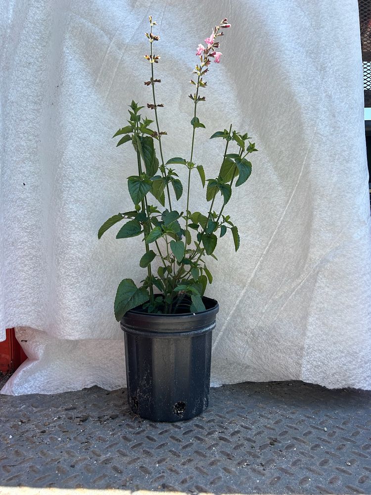 salvia-coccinea-pink-scarlet-sage