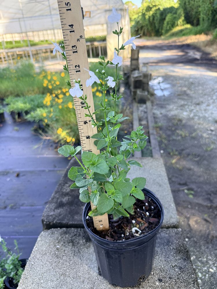 salvia-coccinea-pink-scarlet-sage