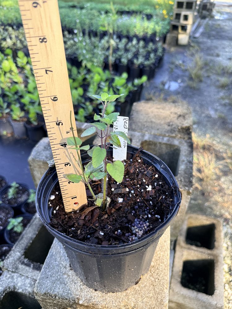 salvia-coccinea-pink-scarlet-sage