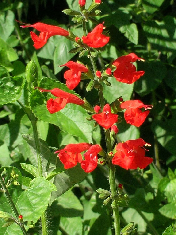 salvia-coccinea-scarlet-sage