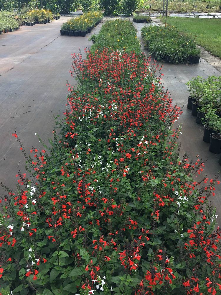 salvia-coccinea-scarlet-sage
