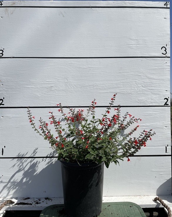 salvia-coccinea-scarlet-sage