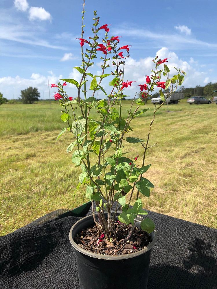 salvia-coccinea-scarlet-sage