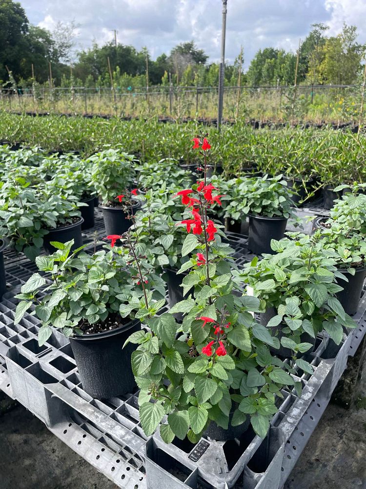 salvia-coccinea-scarlet-sage