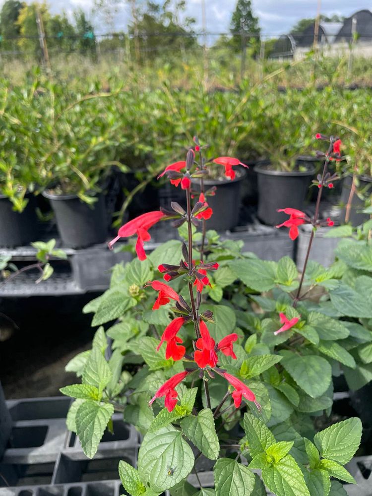 salvia-coccinea-scarlet-sage