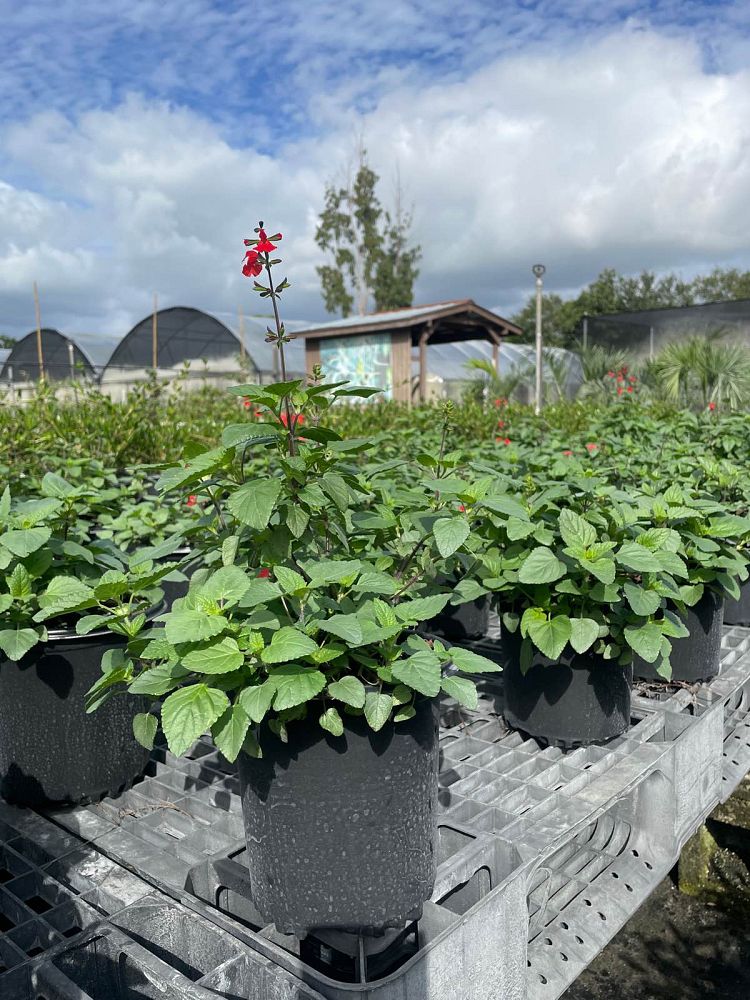 salvia-coccinea-scarlet-sage