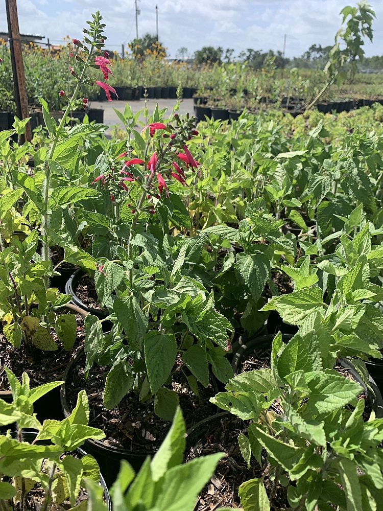 salvia-coccinea-scarlet-sage