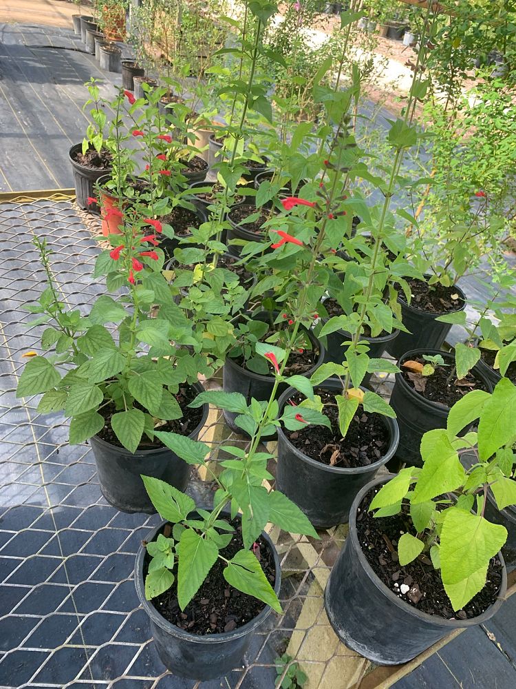 salvia-coccinea-scarlet-sage