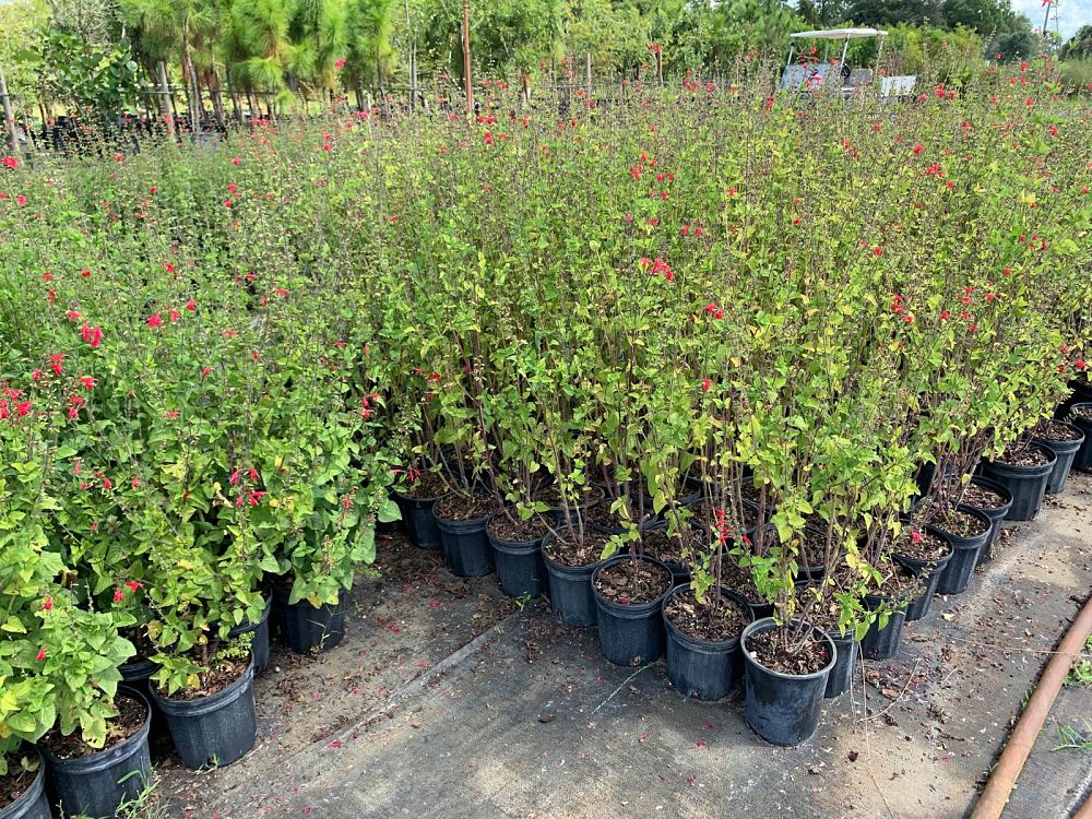 salvia-coccinea-scarlet-sage