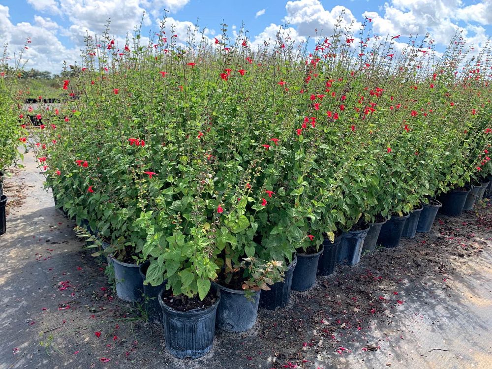salvia-coccinea-scarlet-sage