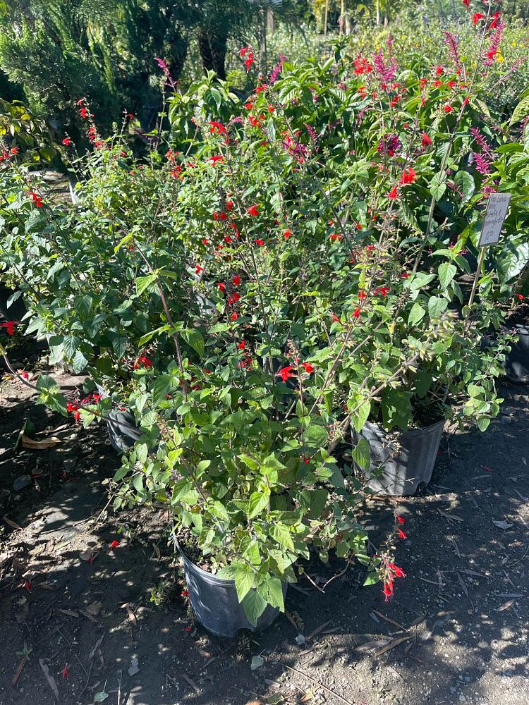salvia-coccinea-scarlet-sage