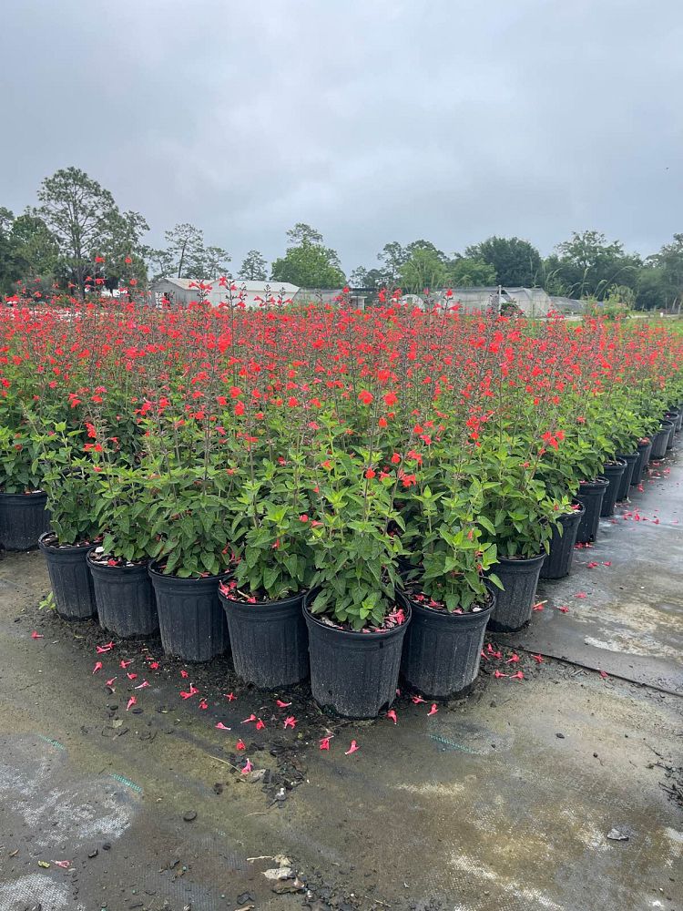 salvia-coccinea-scarlet-sage