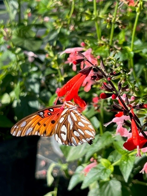 salvia-coccinea-scarlet-sage