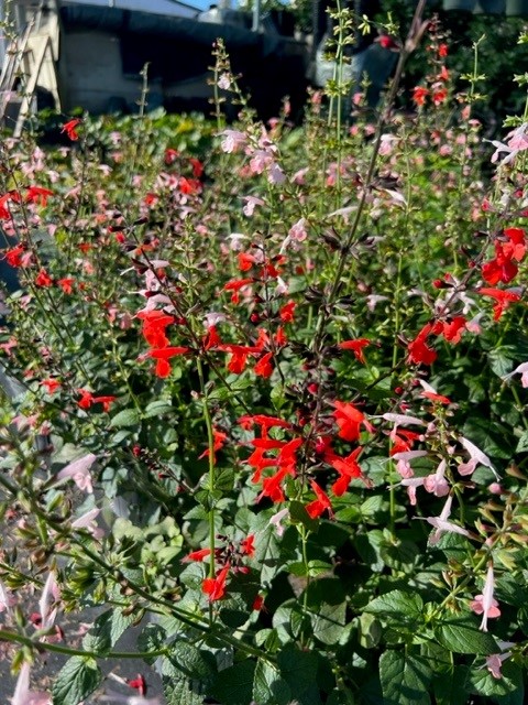 salvia-coccinea-scarlet-sage