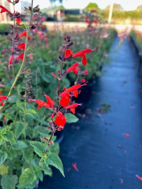 salvia-coccinea-scarlet-sage