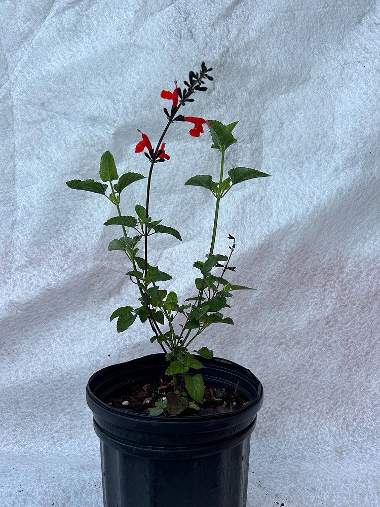 salvia-coccinea-scarlet-sage