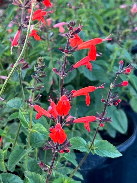 salvia-coccinea-scarlet-sage