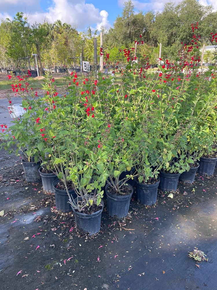 salvia-coccinea-scarlet-sage