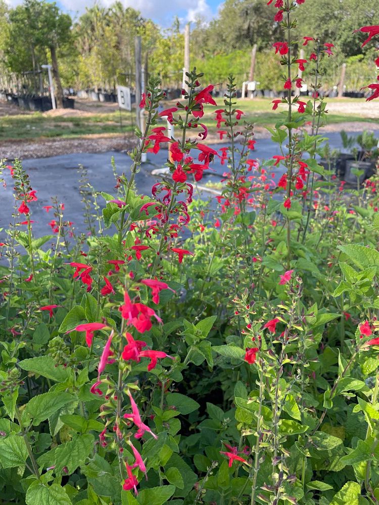 salvia-coccinea-scarlet-sage