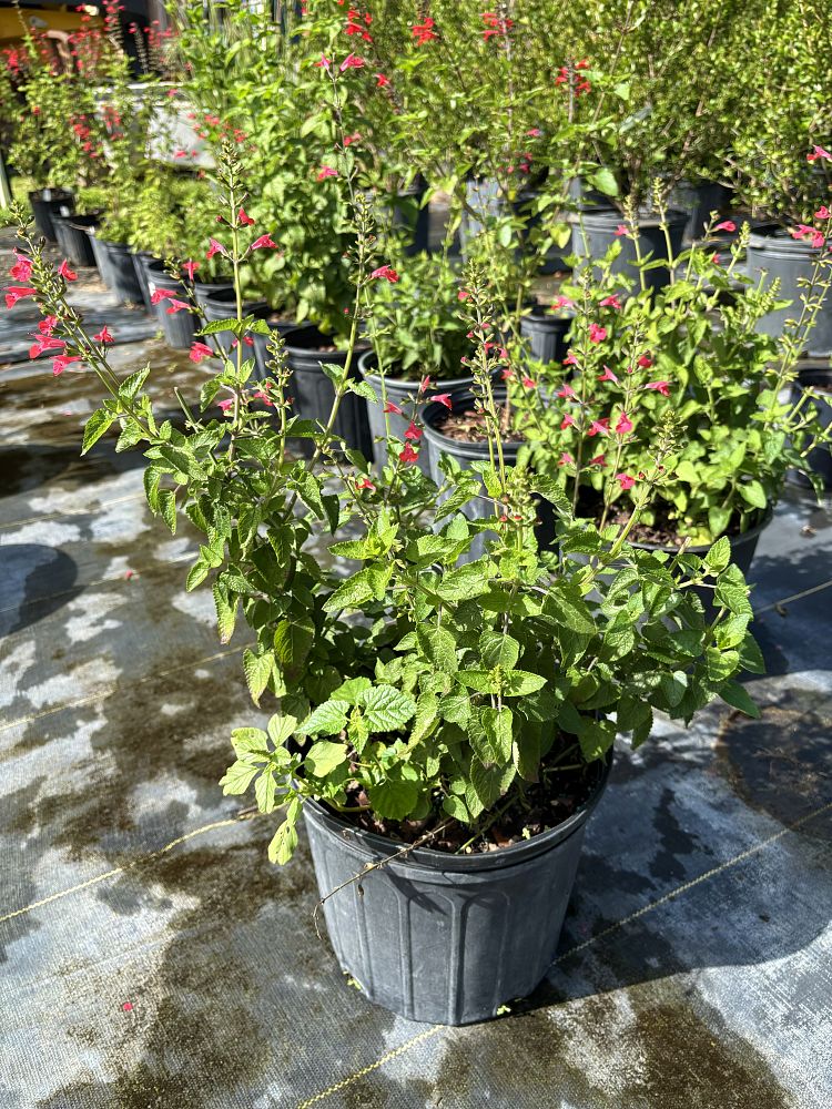 salvia-coccinea-scarlet-sage