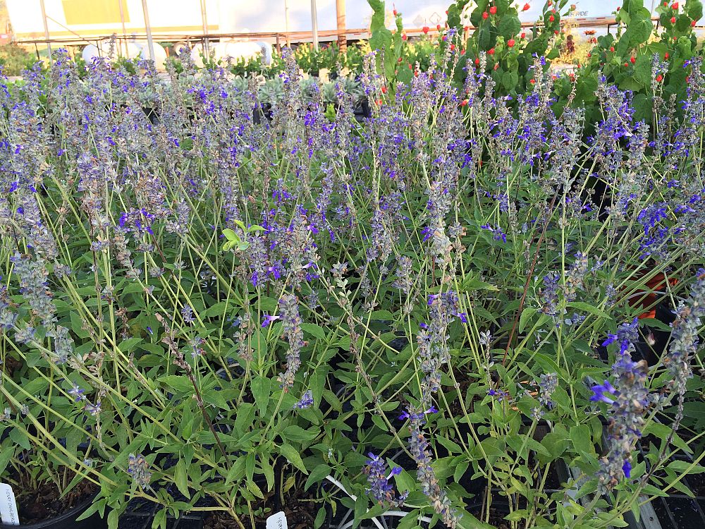 salvia-farinacea-henry-duelberg-mealy-blue-sage