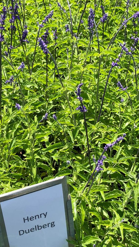 salvia-farinacea-henry-duelberg-mealy-blue-sage