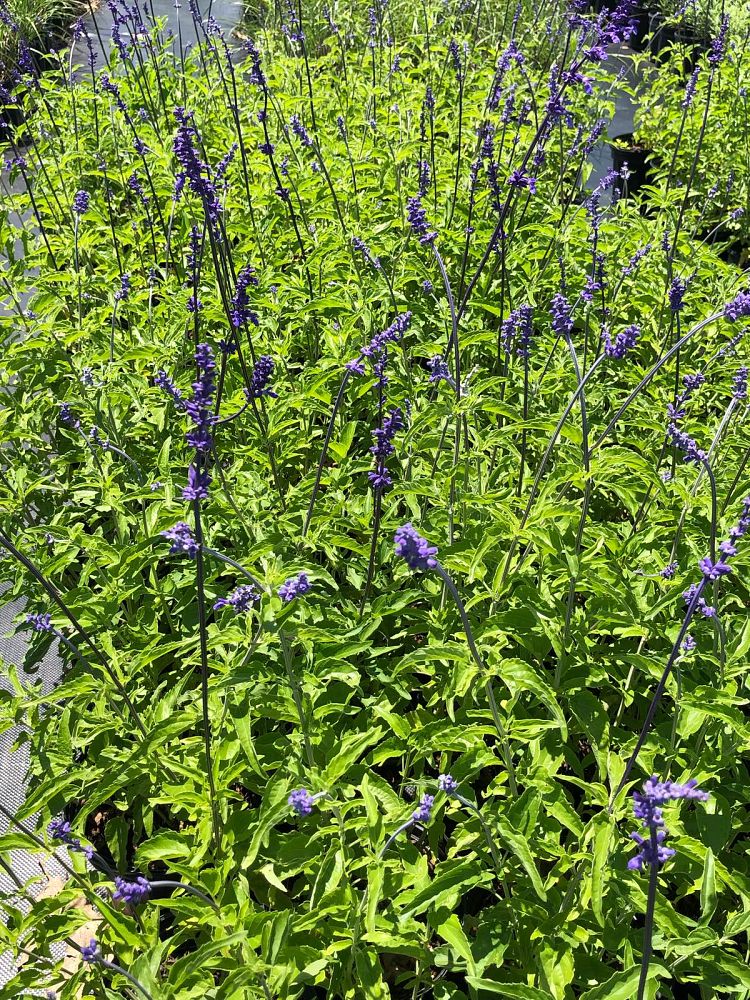 salvia-farinacea-henry-duelberg-mealy-blue-sage