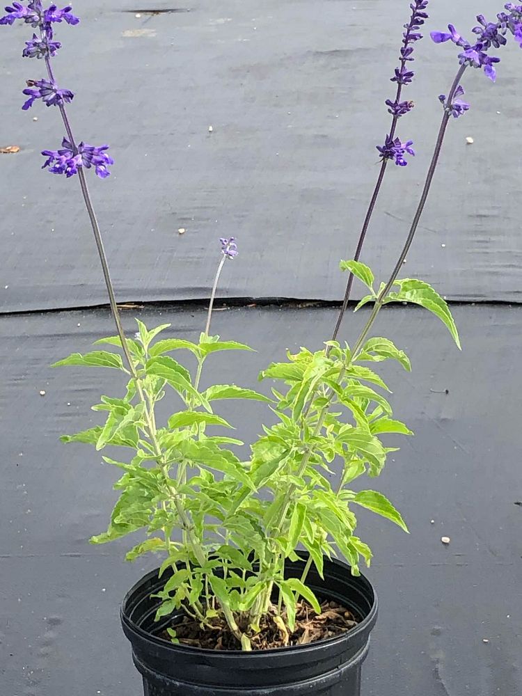 salvia-farinacea-henry-duelberg-mealy-blue-sage