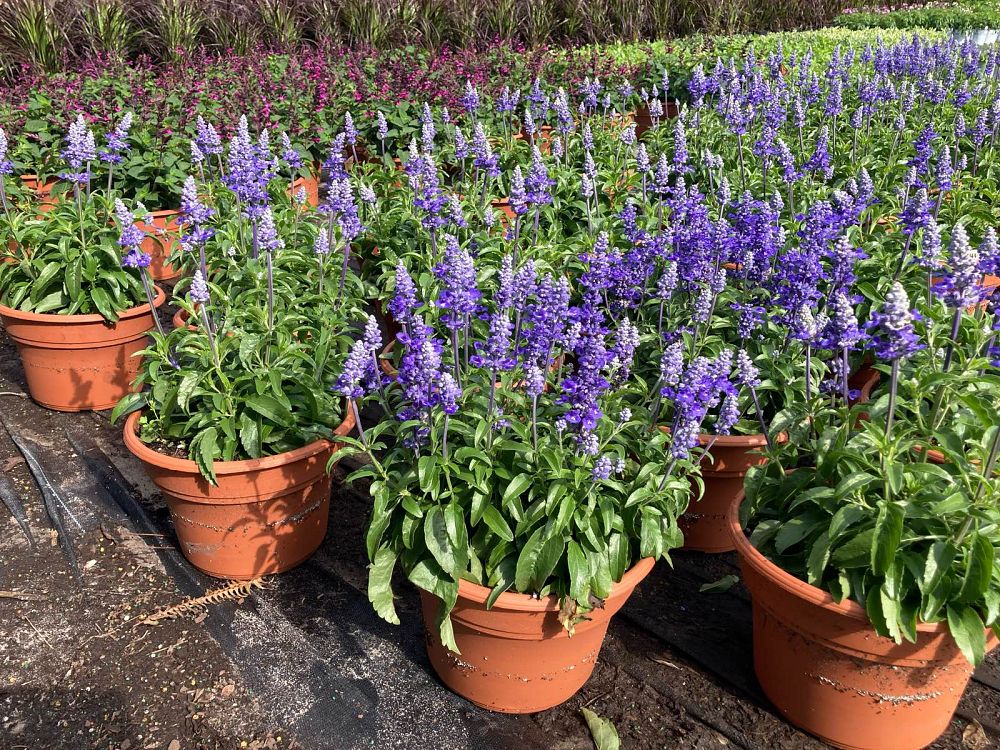 salvia-farinacea-mealy-blue-sage
