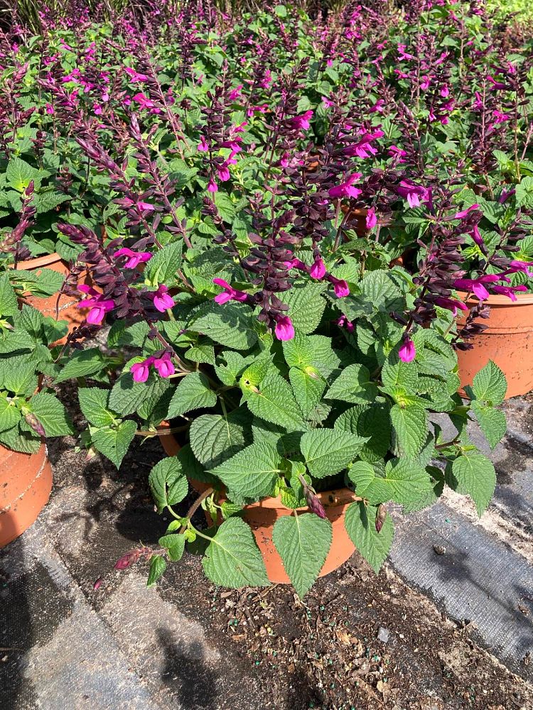 salvia-farinacea-mealy-blue-sage