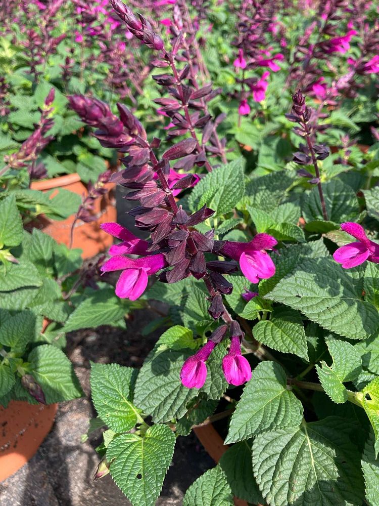 salvia-farinacea-mealy-blue-sage
