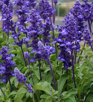 salvia-farinacea-midnight-candle-mealy-blue-sage