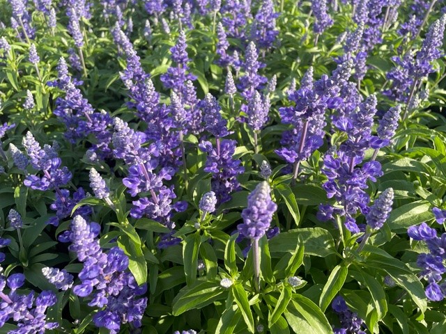 salvia-farinacea-midnight-candle-mealy-blue-sage