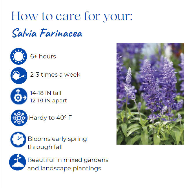 salvia-farinacea-midnight-candle-mealy-blue-sage