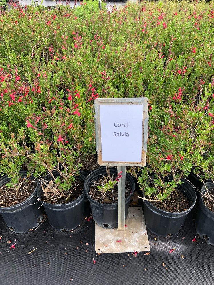 salvia-greggii-coral-autumn-sage