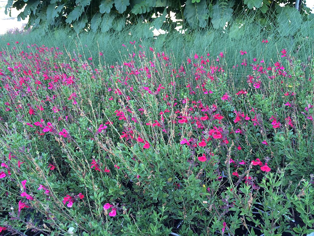 salvia-greggii-furman-s-red-autumn-sage