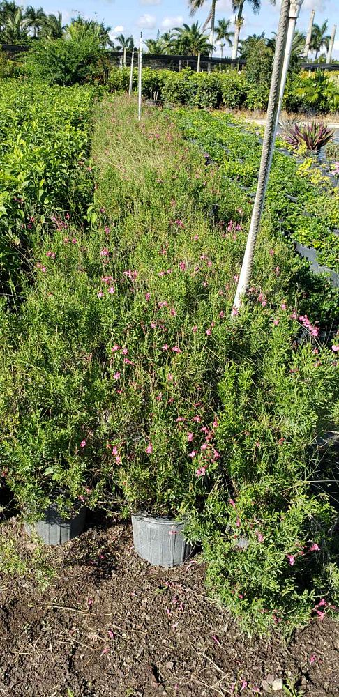 salvia-greggii-fuschia-autumn-sage