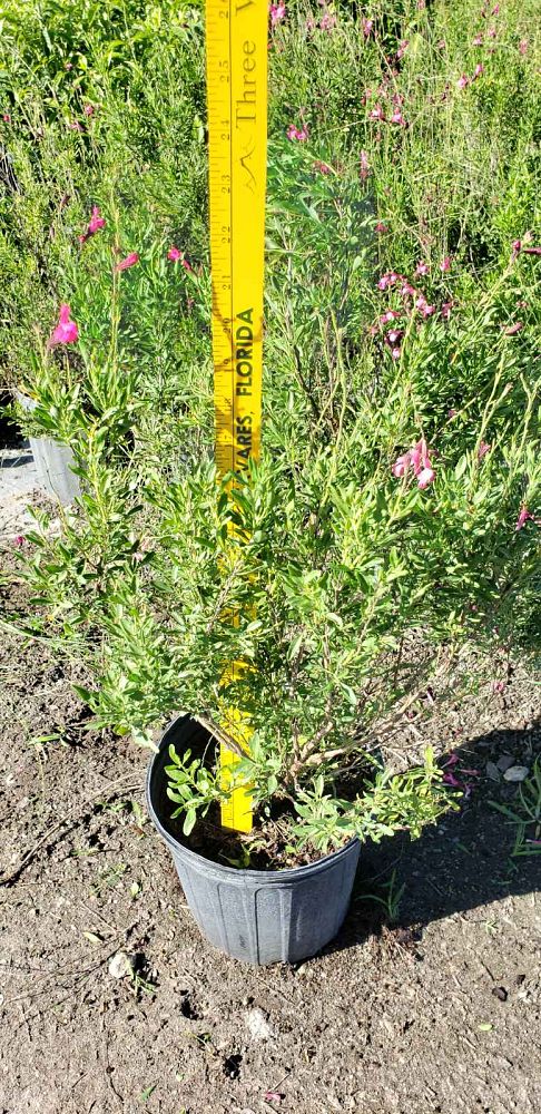 salvia-greggii-fuschia-autumn-sage