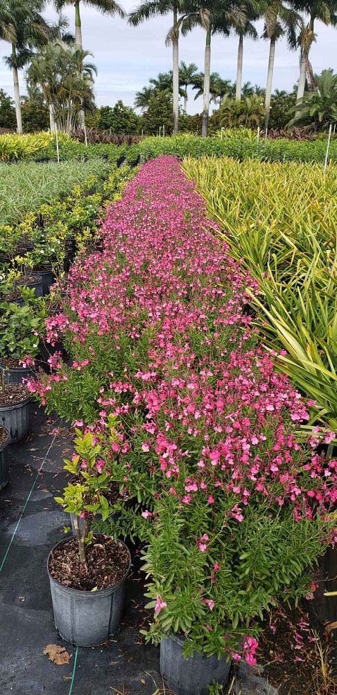 salvia-greggii-fuschia-autumn-sage