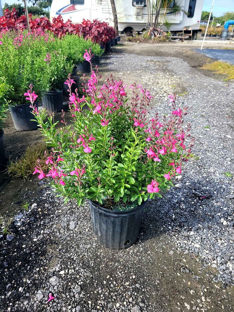 salvia-greggii-fuschia-autumn-sage