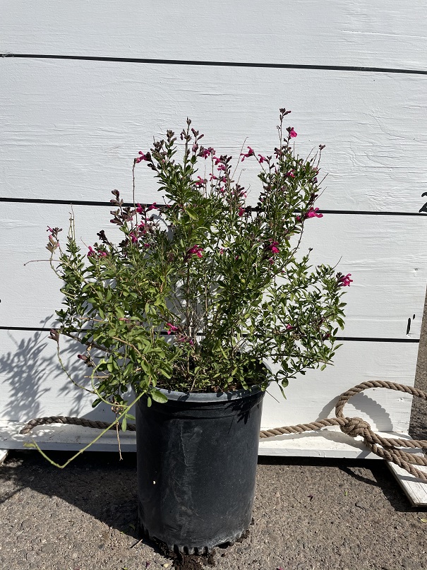 salvia-greggii-pink-autumn-sage