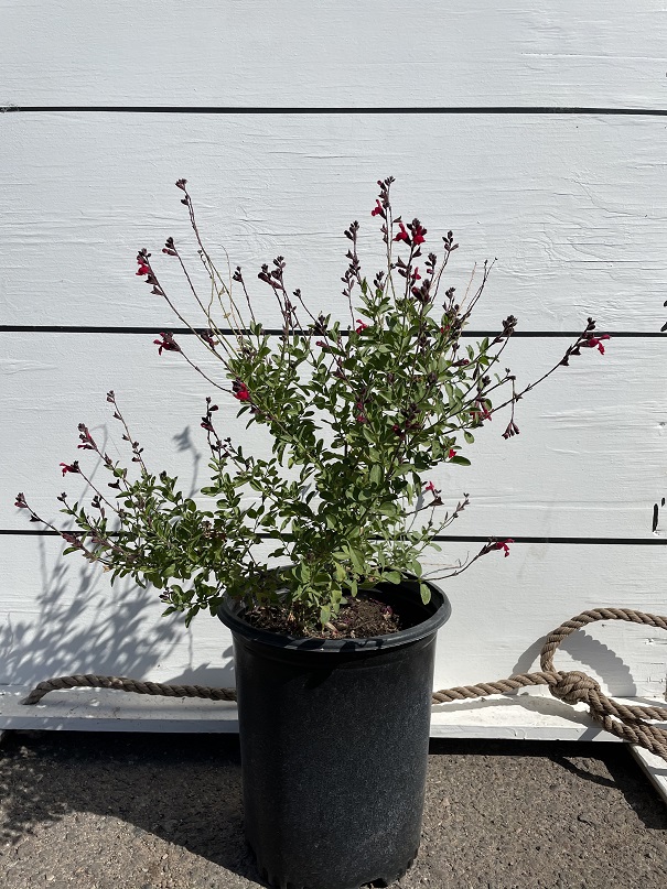 salvia-greggii-red-autumn-sage