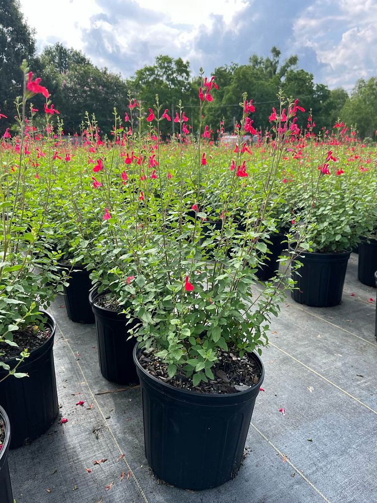 salvia-greggii-red-autumn-sage
